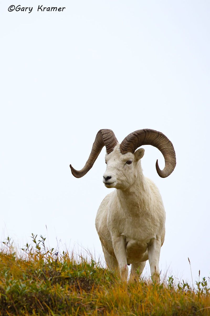 Dall Sheep (Ovis dalli dalli) by GaryKramer.net, 530-934-3873, gkramer@cwo.com Dall Sheep (Ovis dalli dalli) - NMSD#463d(2)