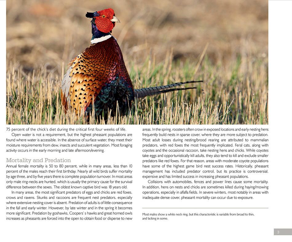 1r2_ring_necked_pheasant_page_2bx.jpg