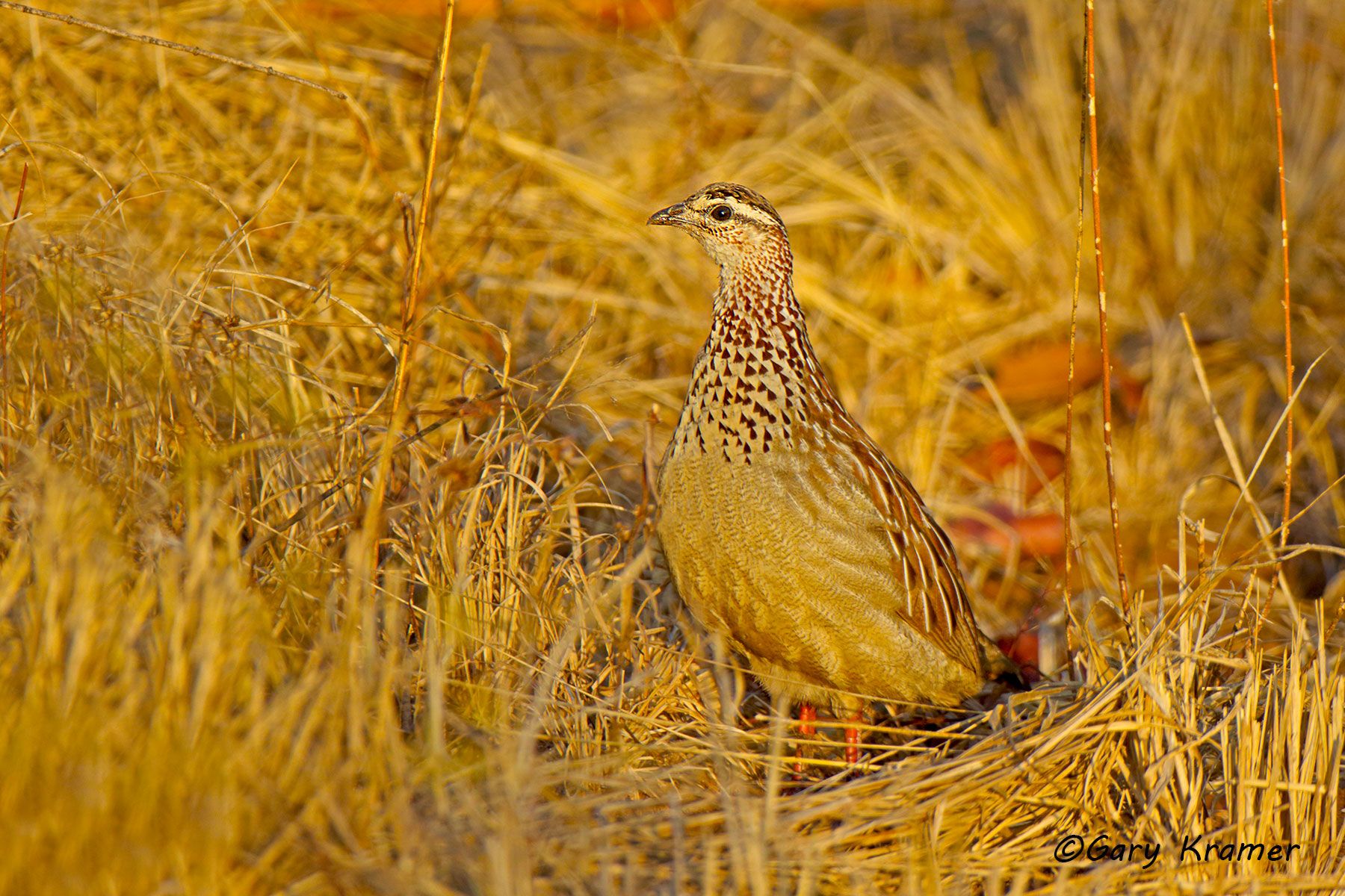 Crested Francolin (Francolinus sephaena) Crested Francolin (Francolinus sephaena) - ABFr#020d