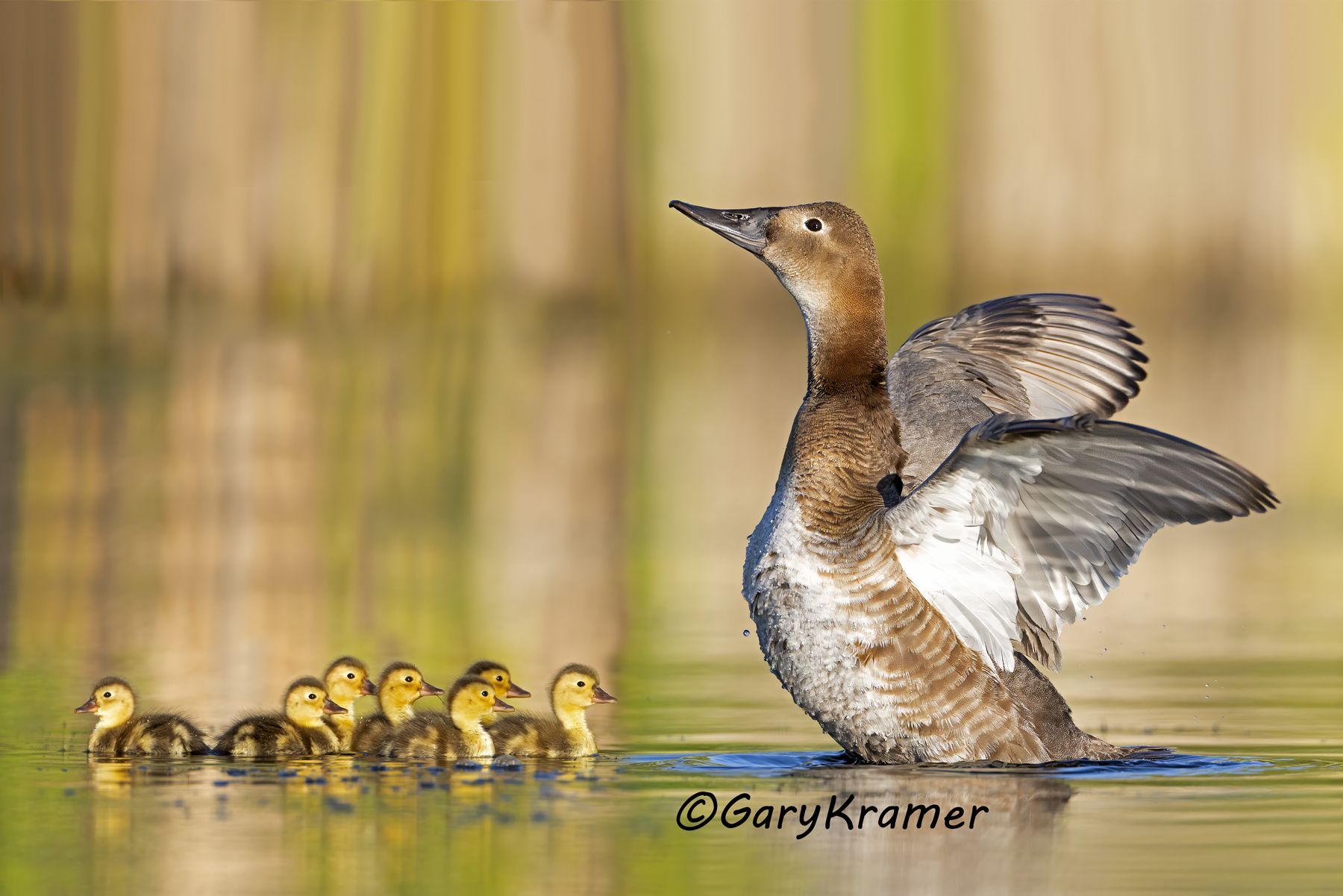 Canvasback (Aythya valisineria) - NBWC#2897d(2)