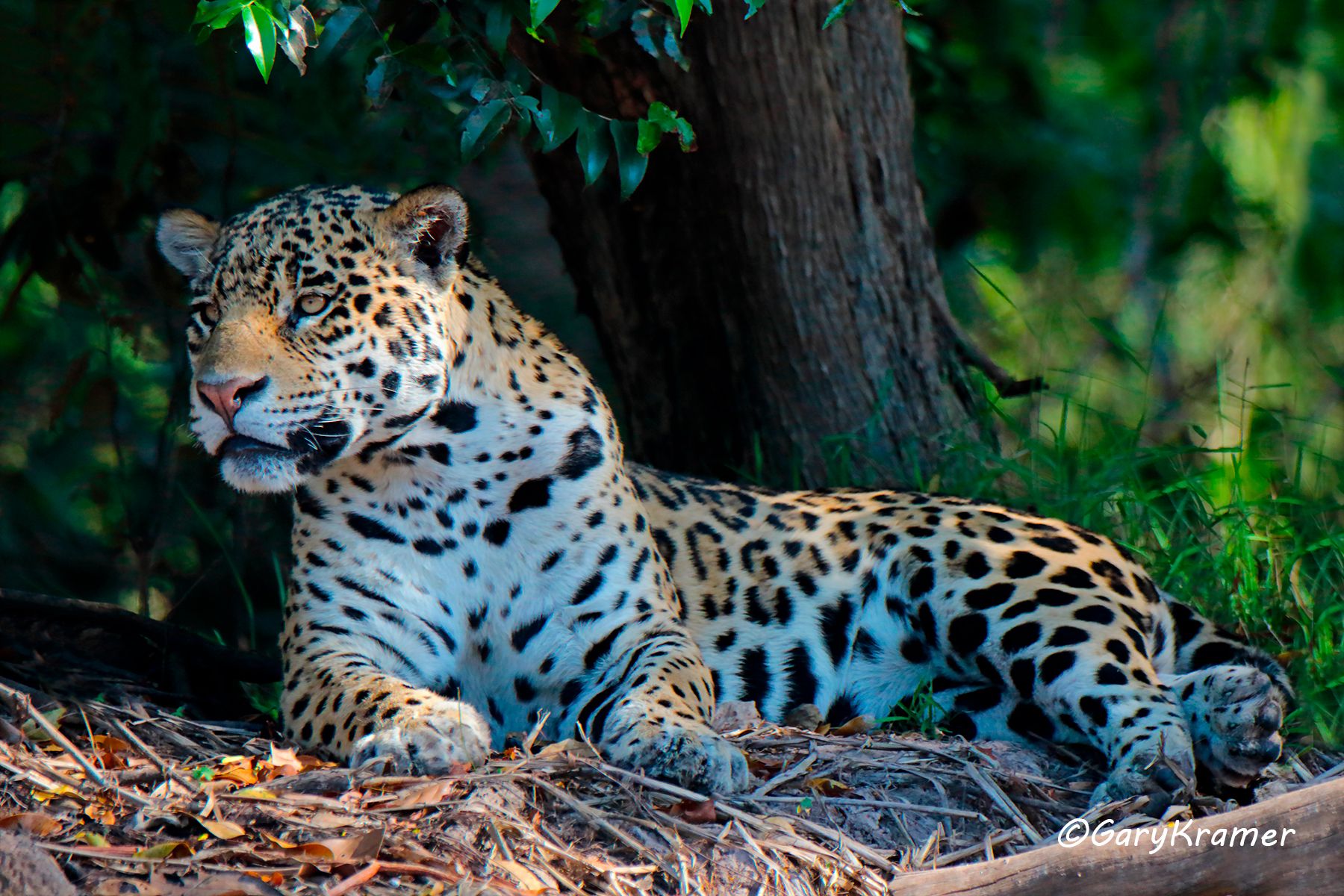 Jaguar (Puma onca) Jaguar (Puma onca) - SMJp#079d