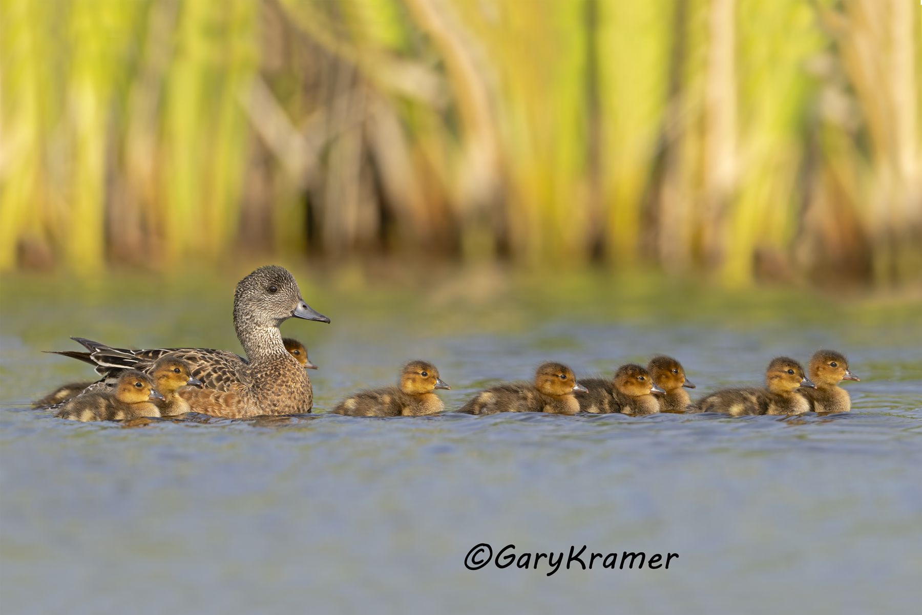 American Wigeon (Anas americana) - NBWW#2614d(2)