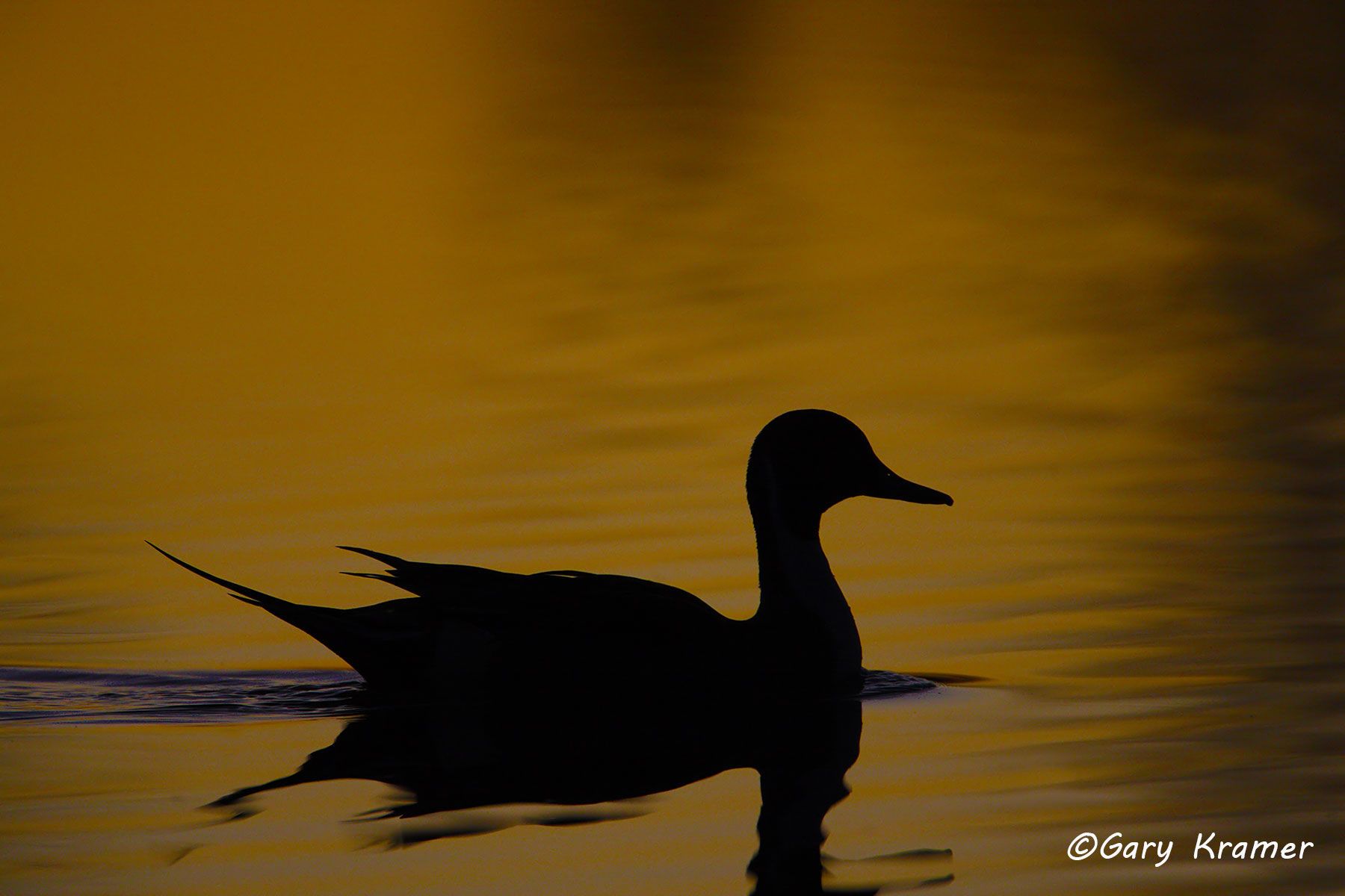 Northern Pintail (Anas acuta)  - NBWP#2004d
