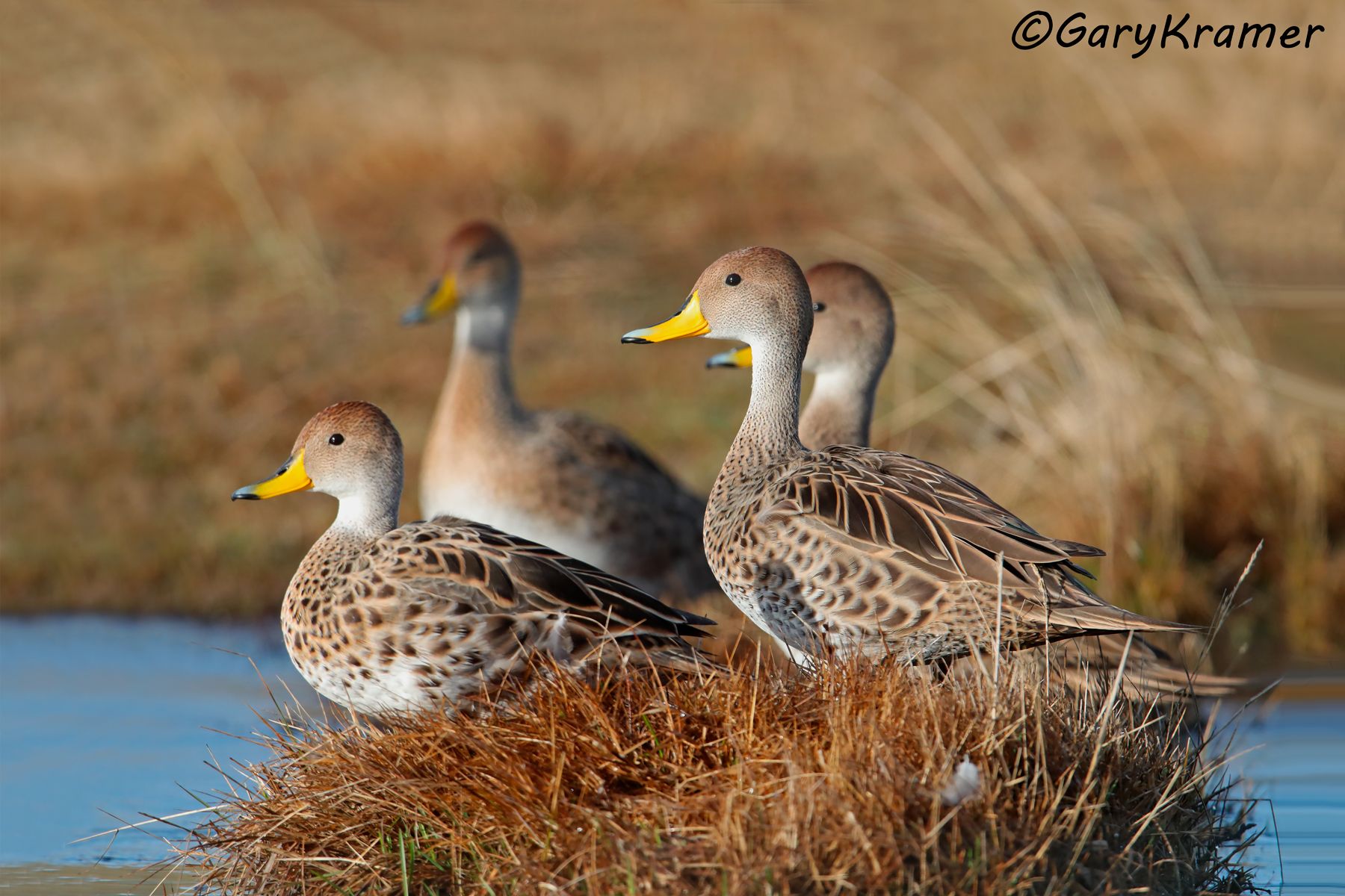 Yellow-billed Pintail (Anas georgica) - SBWPi#386d (Chile)