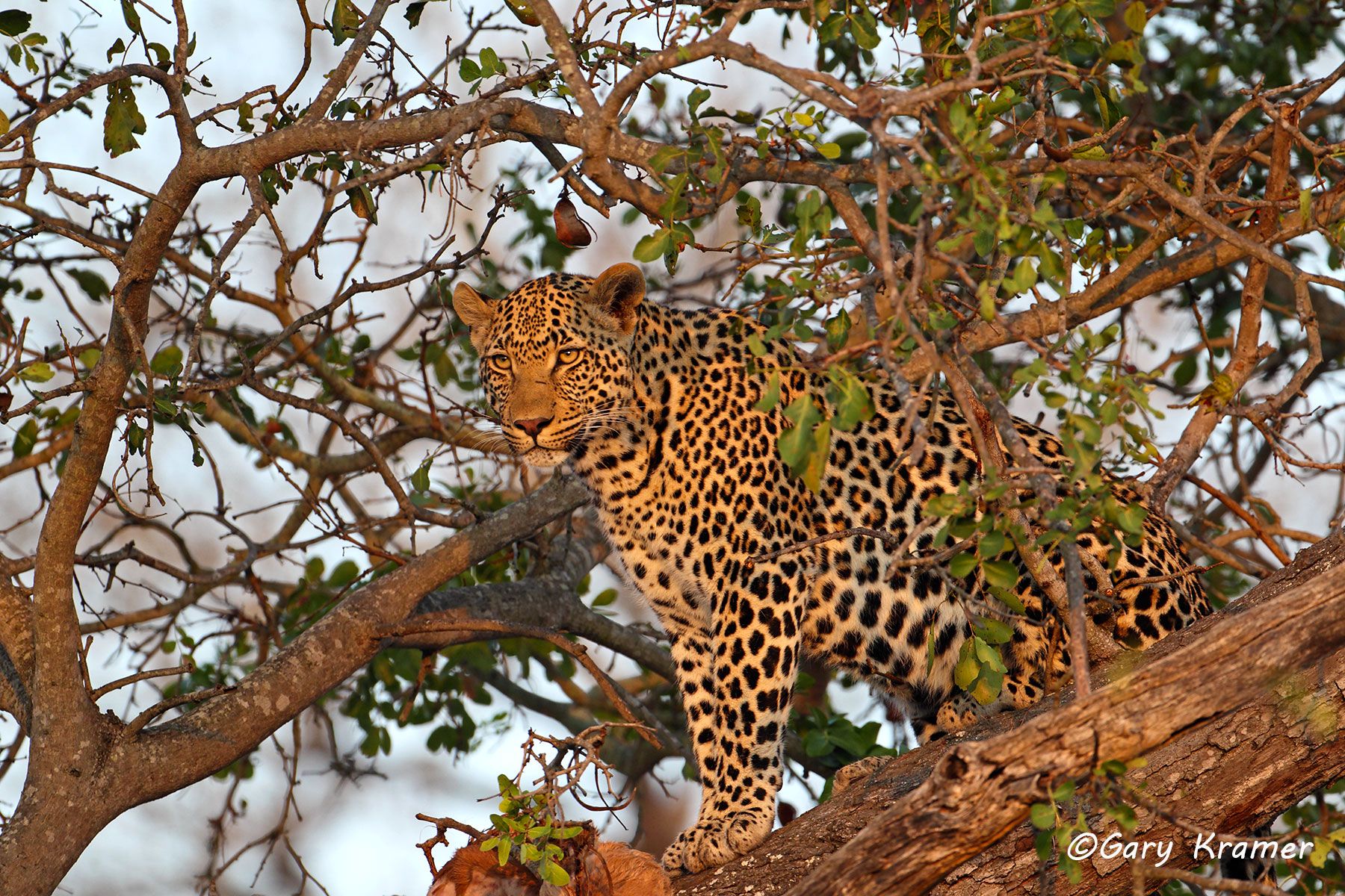 Leopard (Panthera pardus) - AMPL#220d.jpg