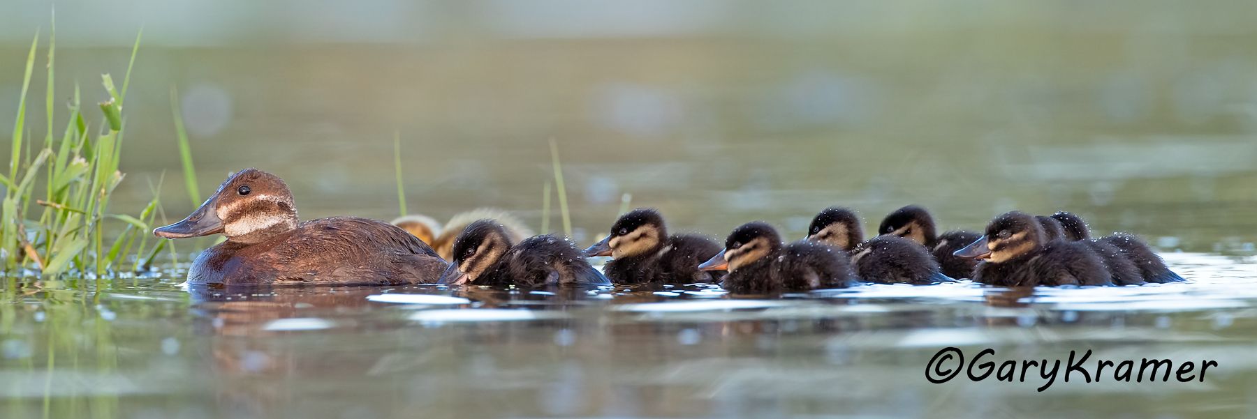 Ruddy Duck (spring) (Oxyura jamaicensis) Ruddy Duck (spring) (Oxyura jamaicensis) - NBWRs#1220d(P)