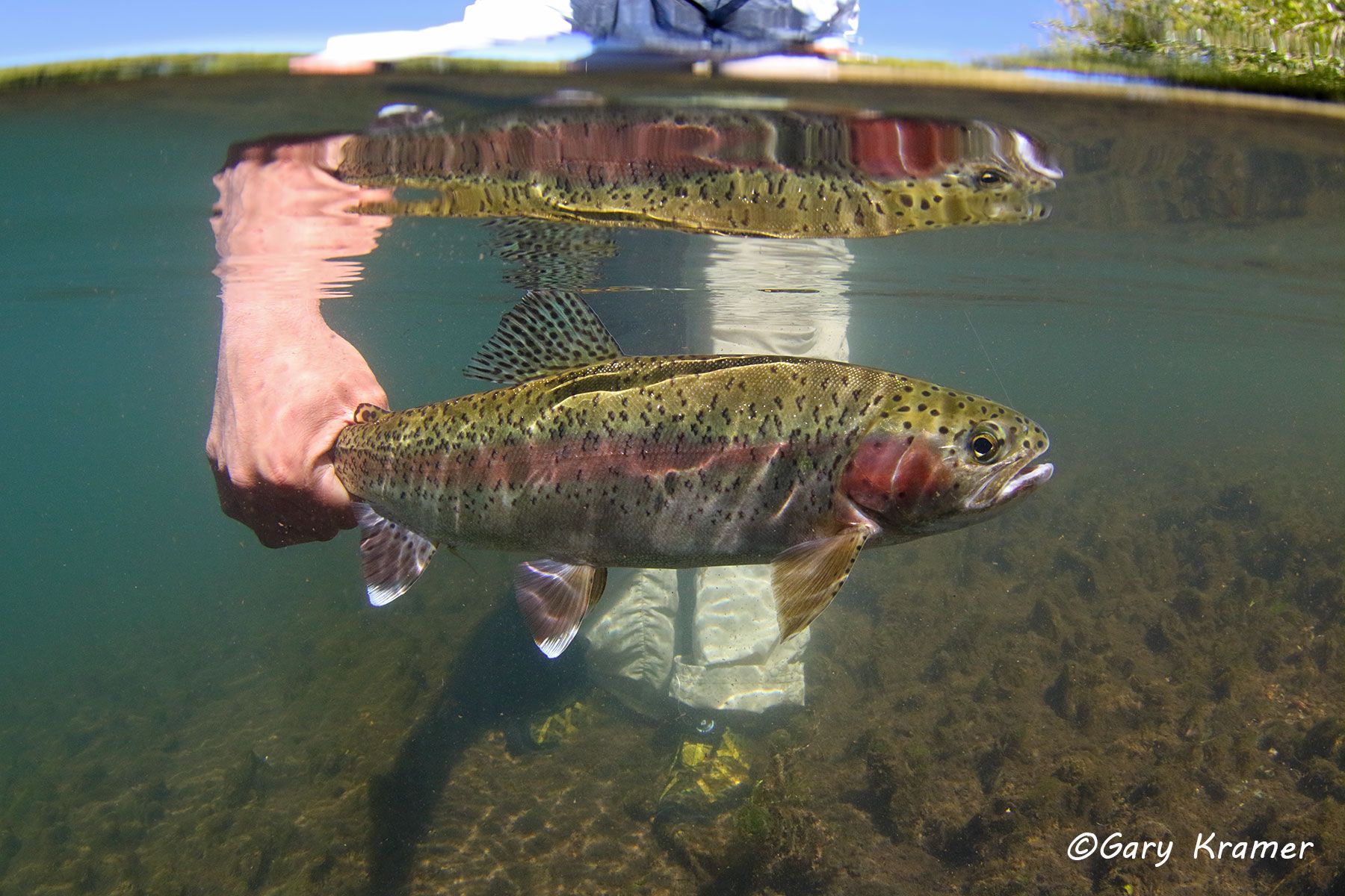 Rainbow Trout (Salmo gairdnerii) - NFTRx#143d