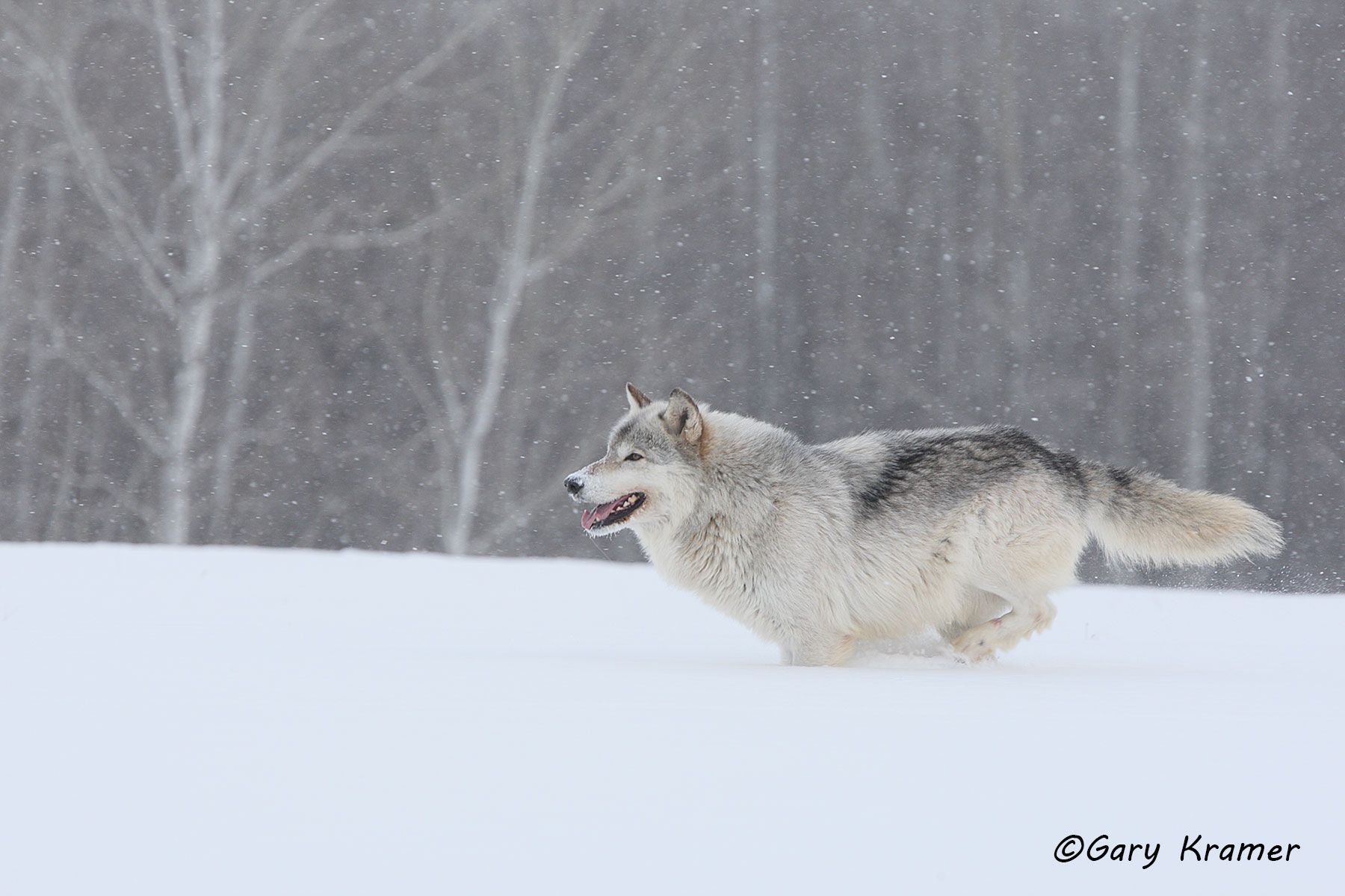 Gray Wolf (Canis lupus) - NMWg#834d