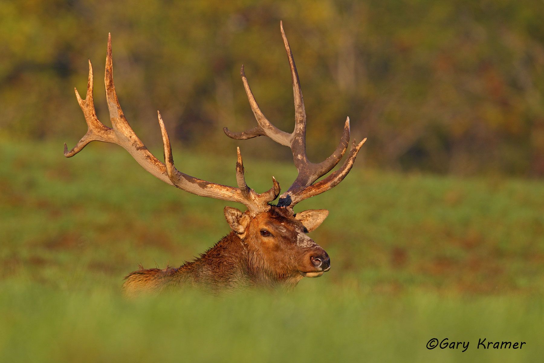 Rocky Mountain Elk (Cervus elaphus nelsoni) - NMERm#1989d