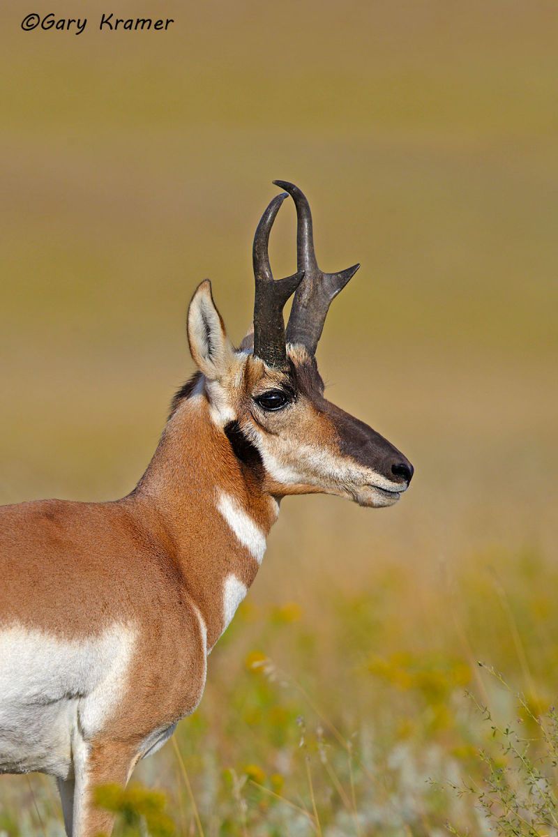 Pronghorn (Antilocapra americana) - NMP#576d(2)