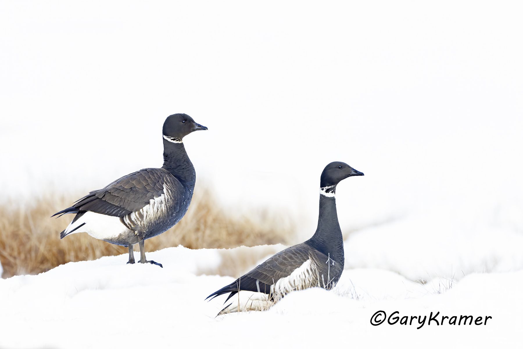 Black (Pacific) Brant (Branta bernicla nigricans) - NBWBp#1875d(2)