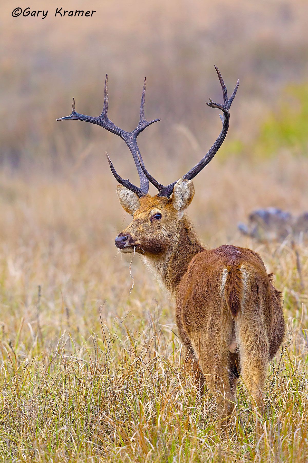 Swamp Deer (Barasingha) (Cervus duvaucel) Swamp Deer (Barasingha) (Cervus duvaucel) - IMDsb#031d