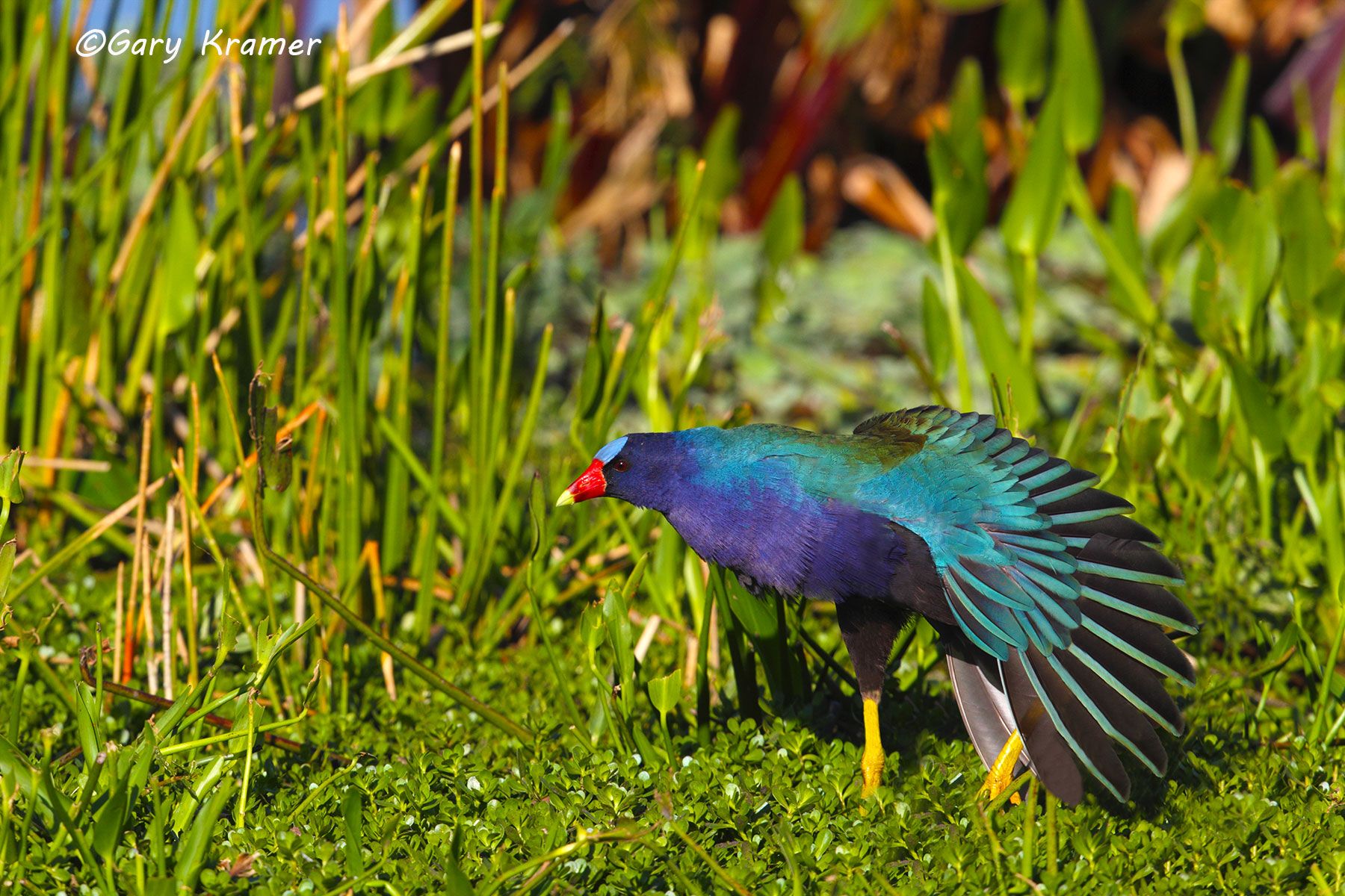 Purple Gallinule (Porphyrula martinica) Purple Gallinule (Porphyrula martinica)  - NBGp#017d