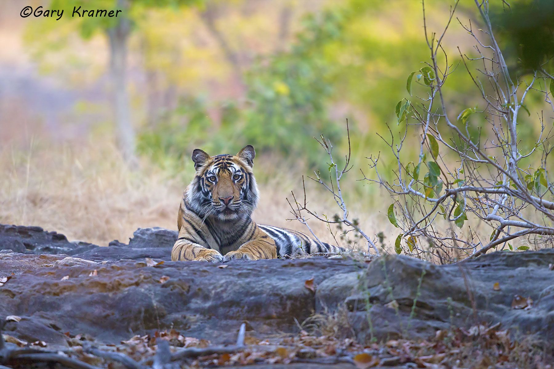 Tiger (Bengal) (Panthera tigrus tigrus) - AMTb#080d