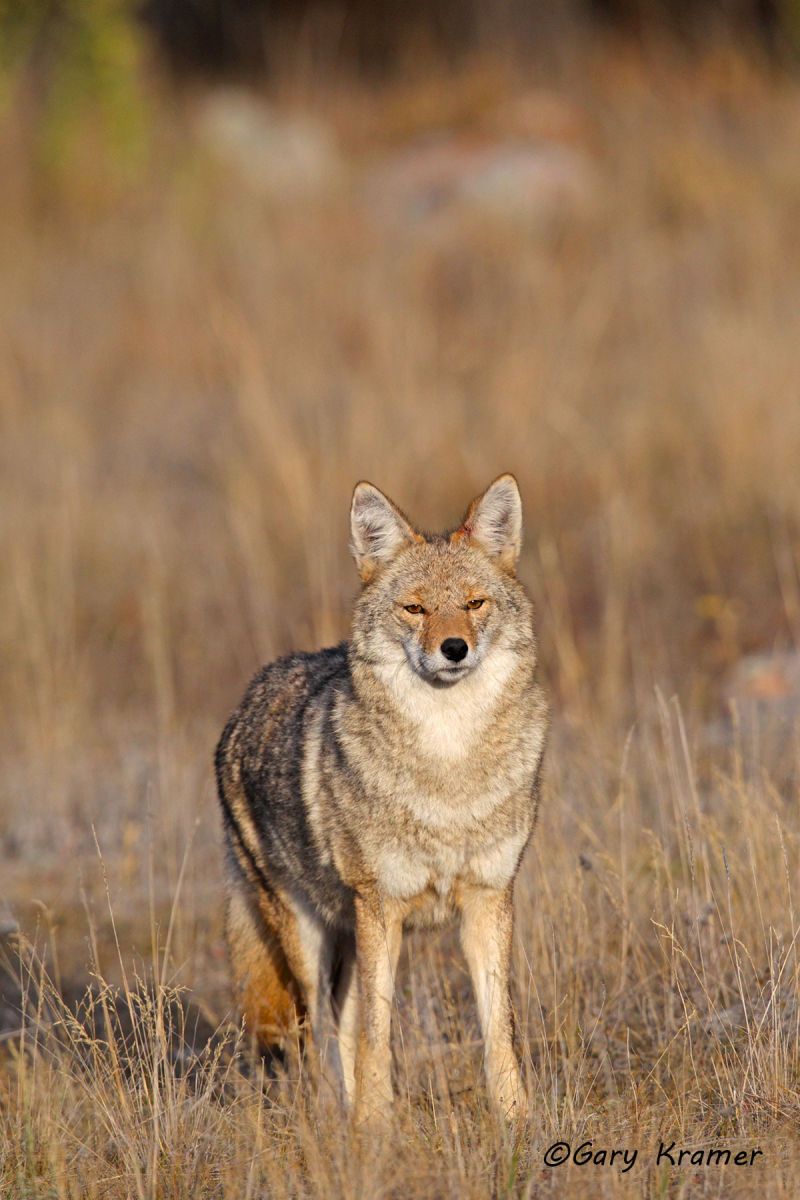 Coyote (Canis latrans) - NMC#1137d