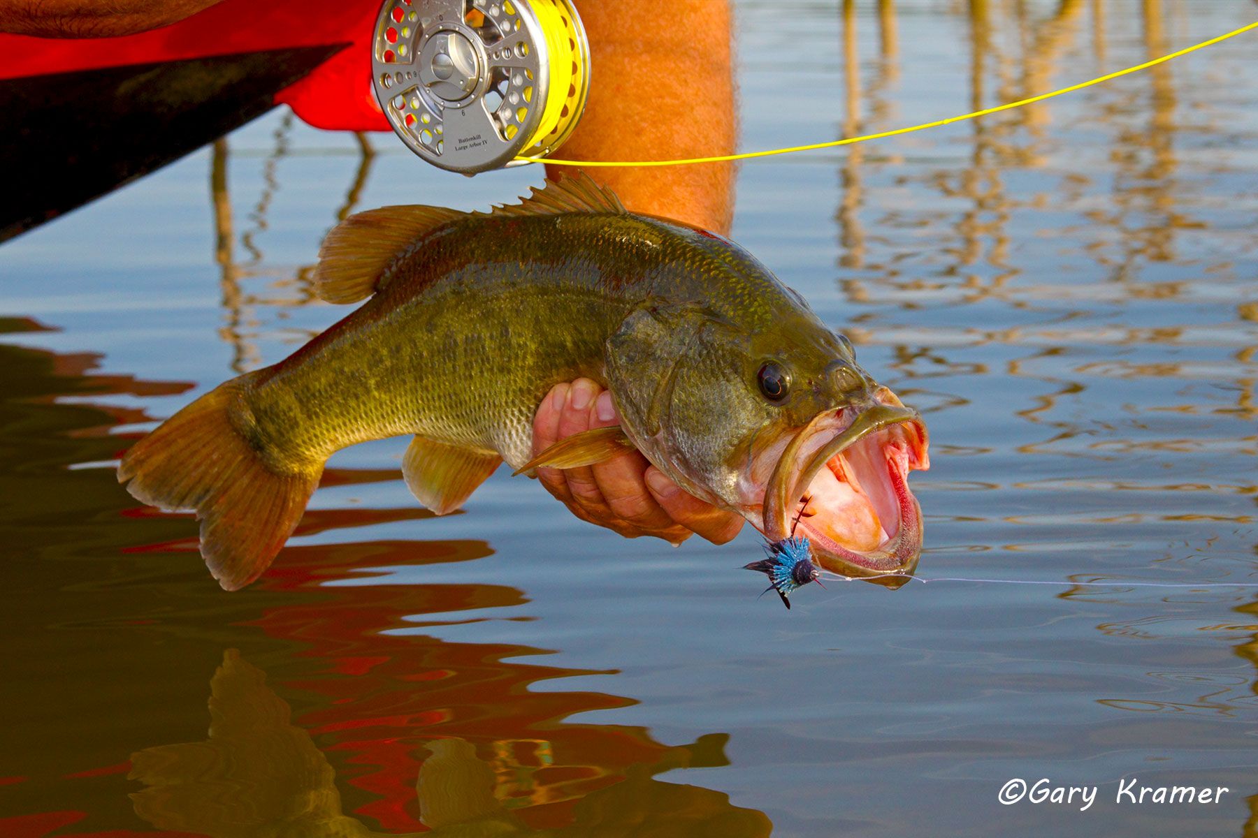 Largemouth Bass w/ flyfishing tackle - NFFBft#112d