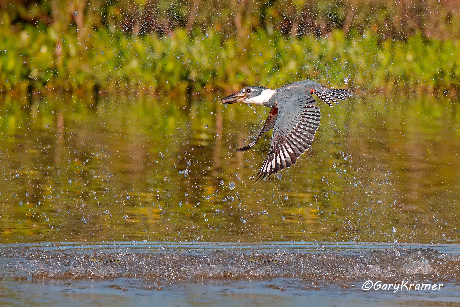 Ringed Kingfisher (Megaceryle torquata) Ringed Kingfisher (Megaceryle torquata) - NBTKr#026d
