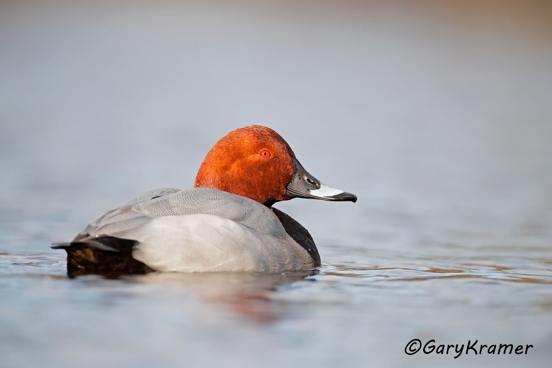 Common Pochard (Aythya ferina)  Common Pochard (Aythya ferina) - EBWP#142d
