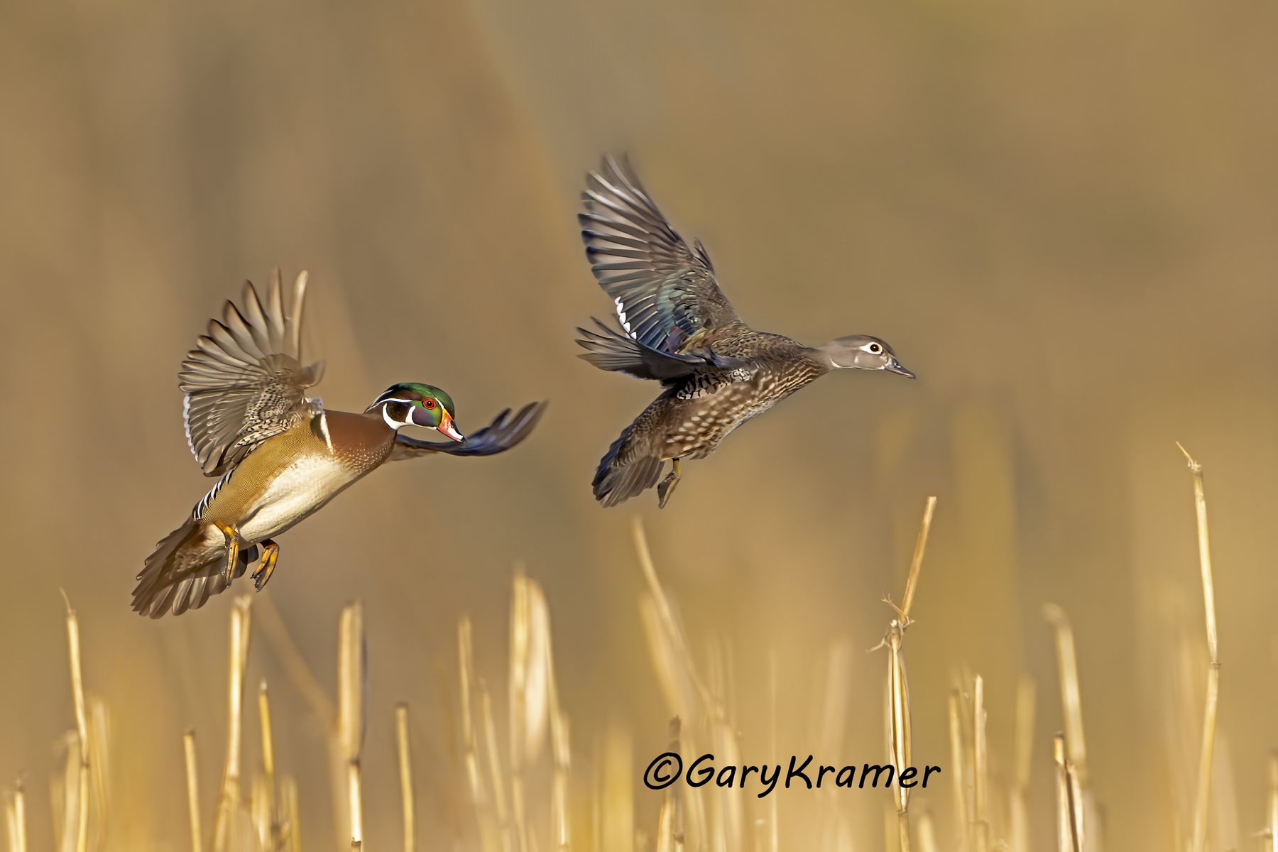 Wood Duck (Aix sponsa) - NBWWd#1858d(2)