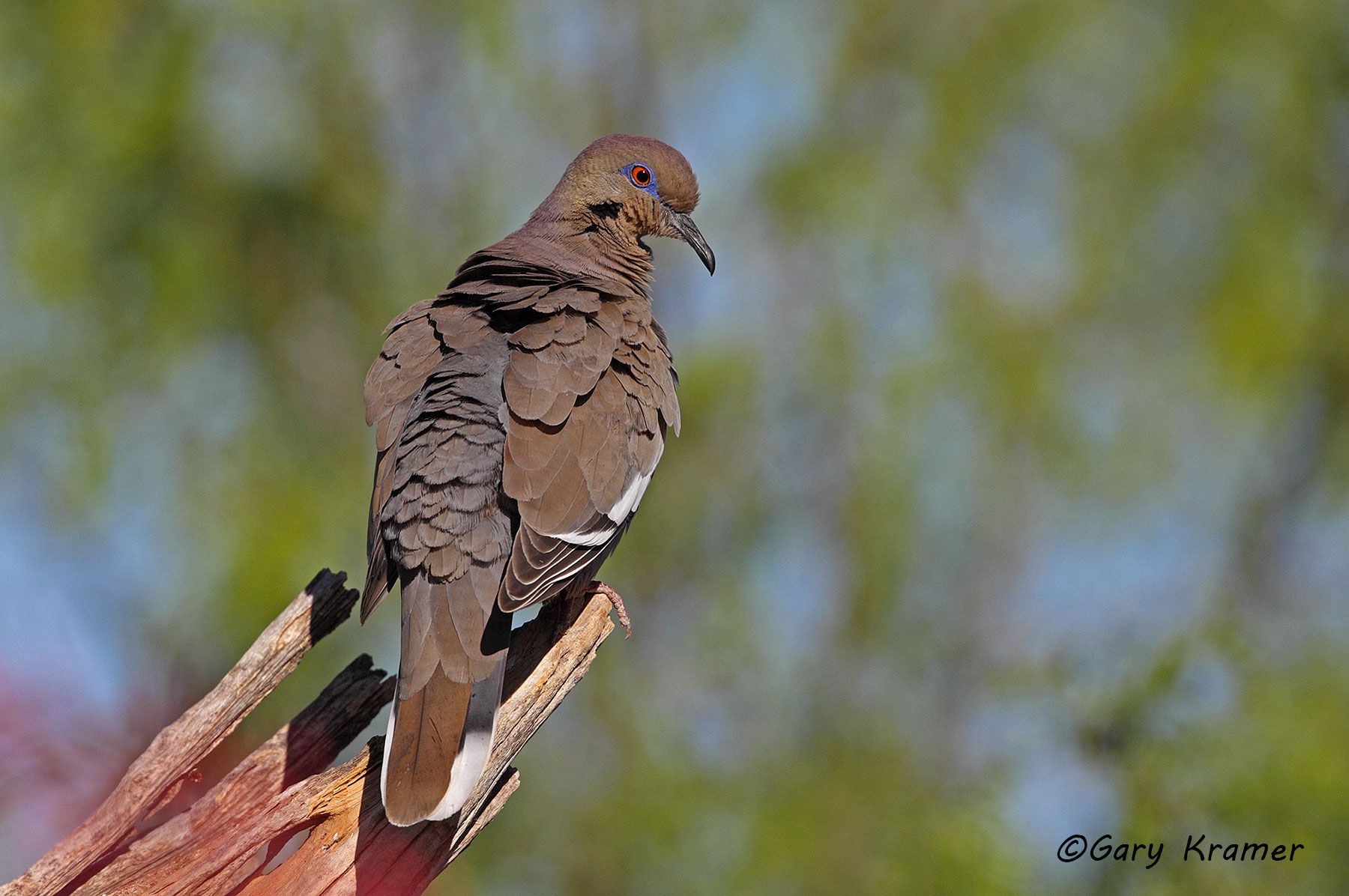 White-winged Dove (Zenaida asiatica) - NBDWw#256d