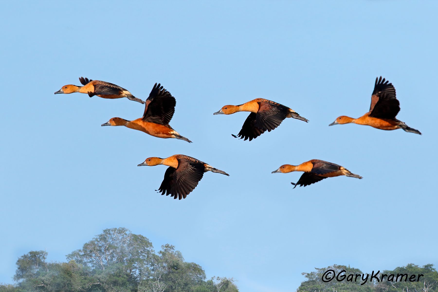 Fulvous Whistling Duck (Dendrocygna bicolor) - NBWF#363d(2)