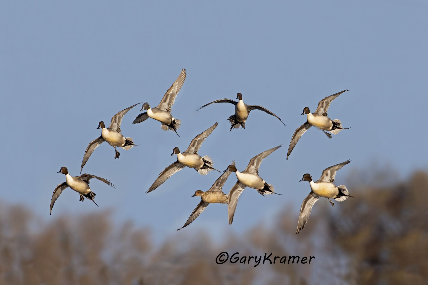 Northern Pintail (Anas acuta) - NBWP#146d(2)