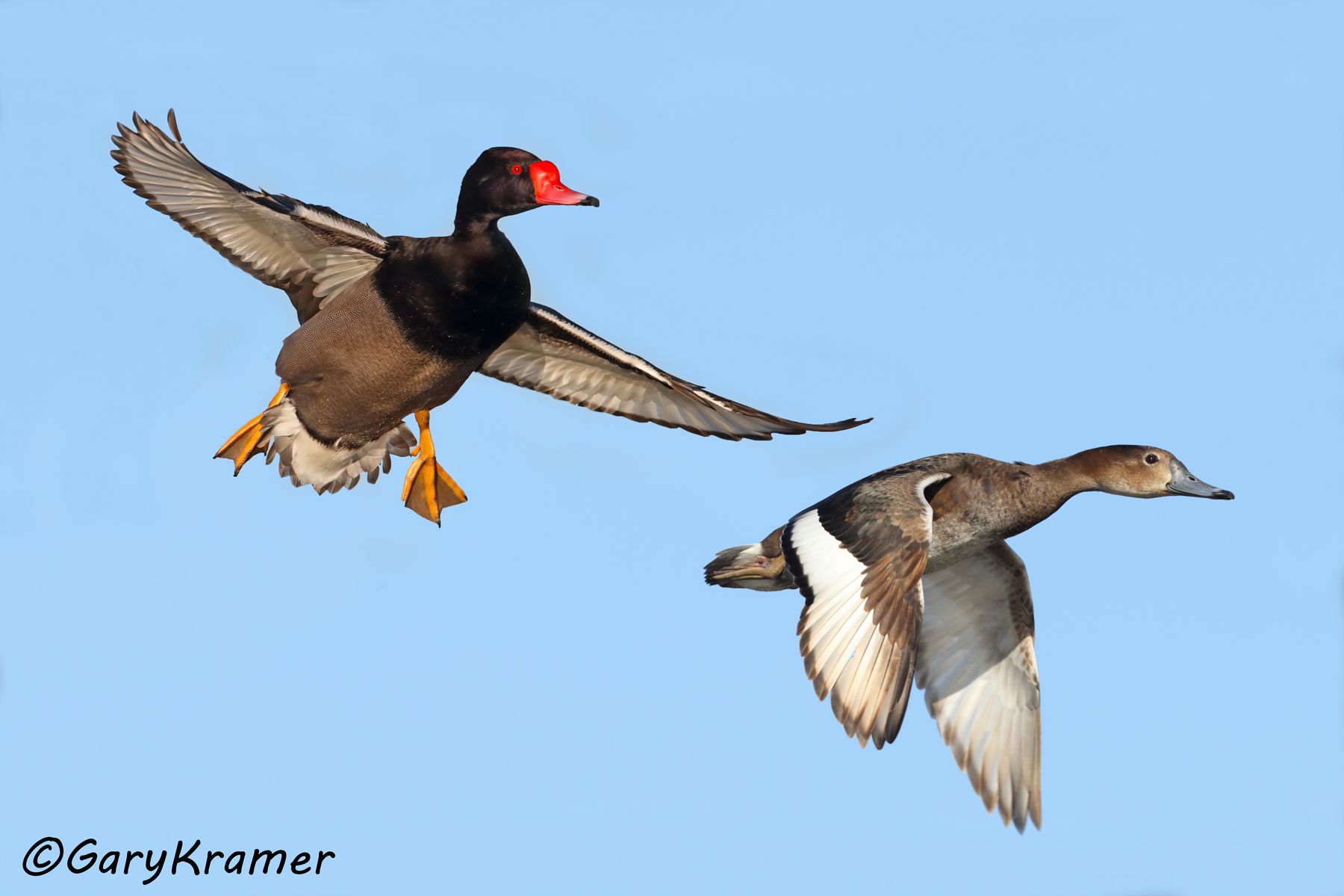 Rosy-billed Pochard (Netta paposaca) - SBWP#631d(2) (Argentina)