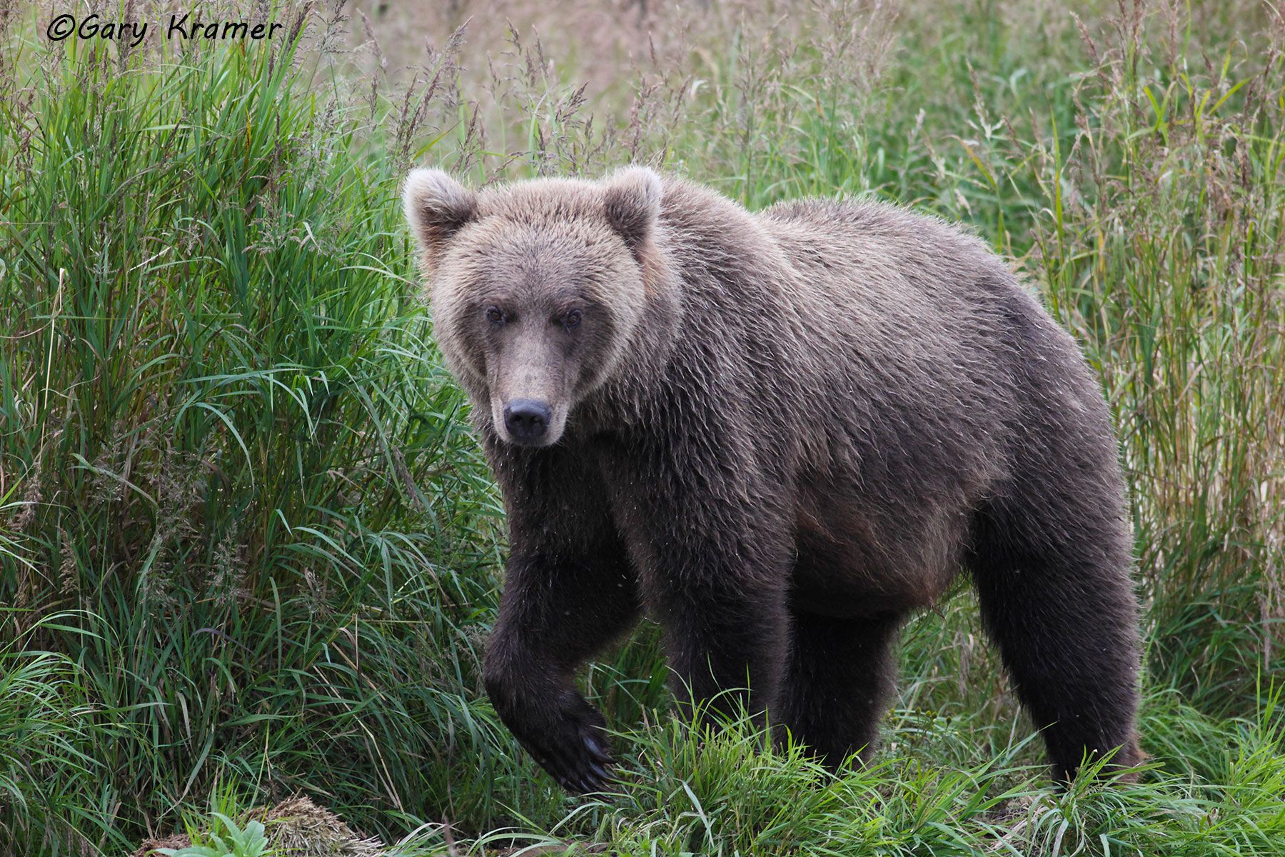 Bears - Gary Kramer Photographer / Writer