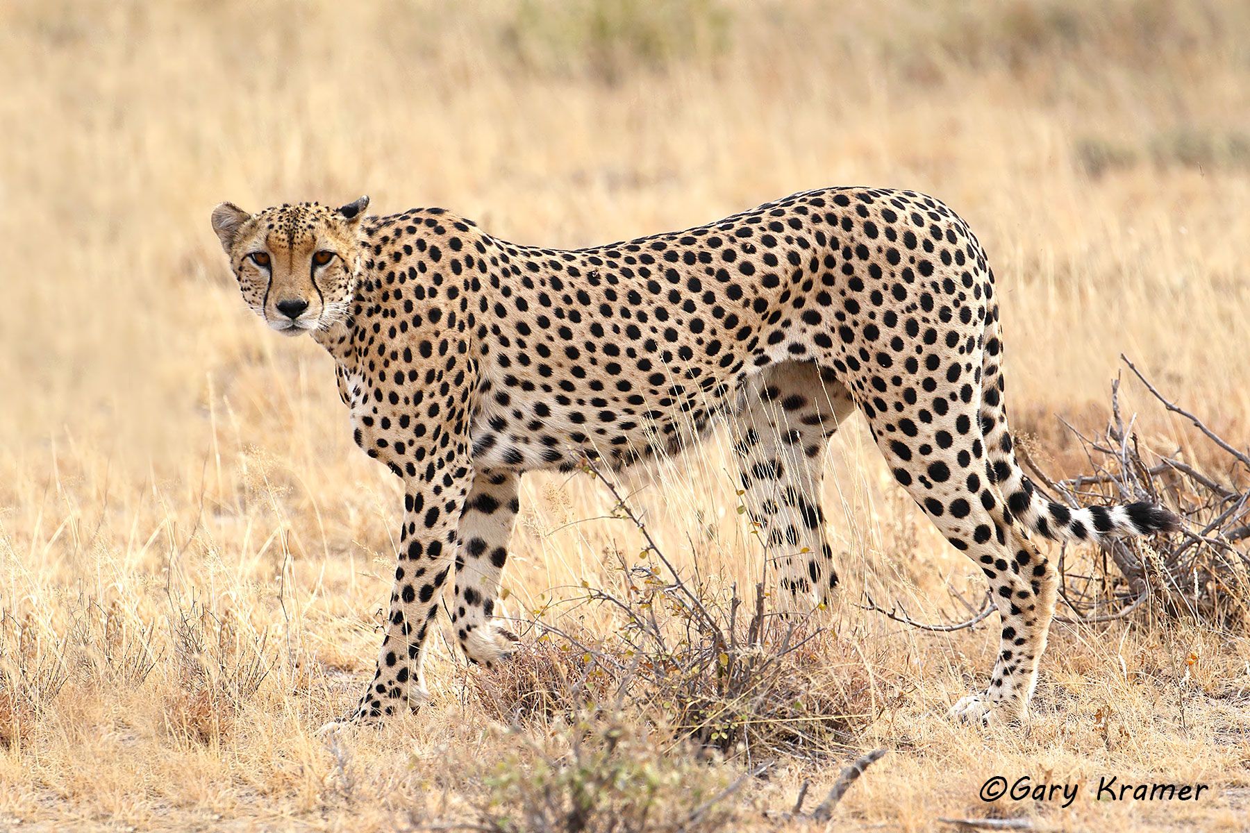 Cheetah (Acinonyx jubatus) Cheetah (Acinonyx jubatus) - AMPC#159d