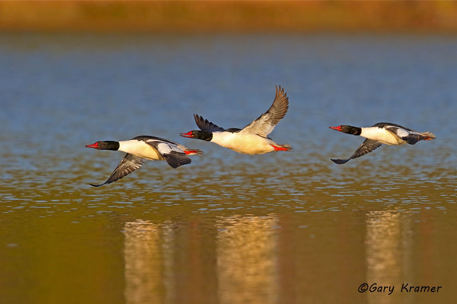 Common Merganser (Mergus merganser) Common Merganser (Mergus merganser) - NBWMc#233d