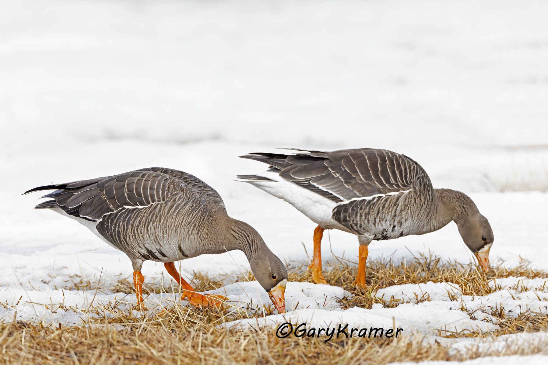 White-fronted Goose (Anser albifrons) - NBWWf#3381d(2)