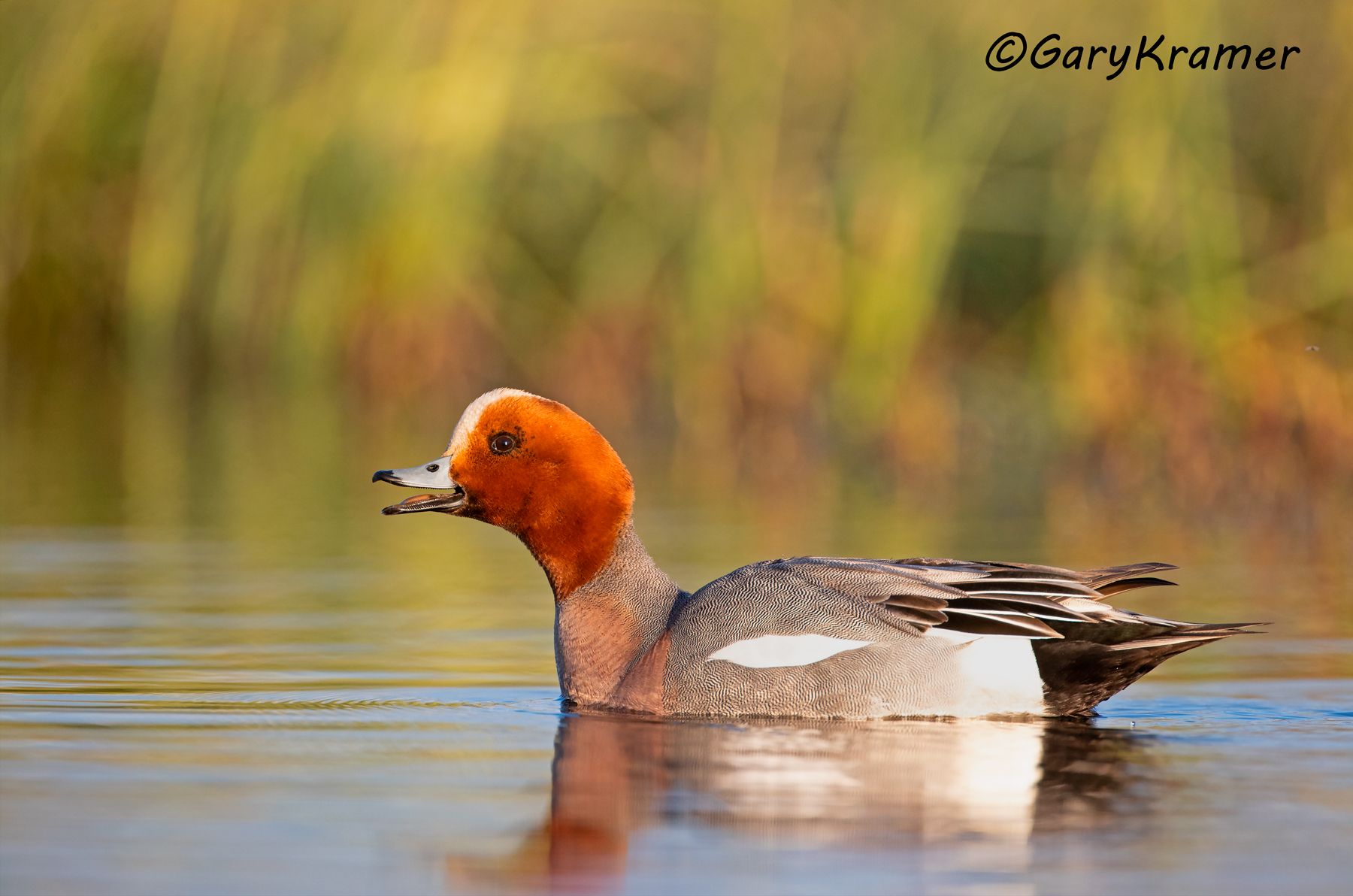 Eurasian Wigeon (Anas penelope) Eurasian Wigeon (Anas penelope) - EBWW#271d