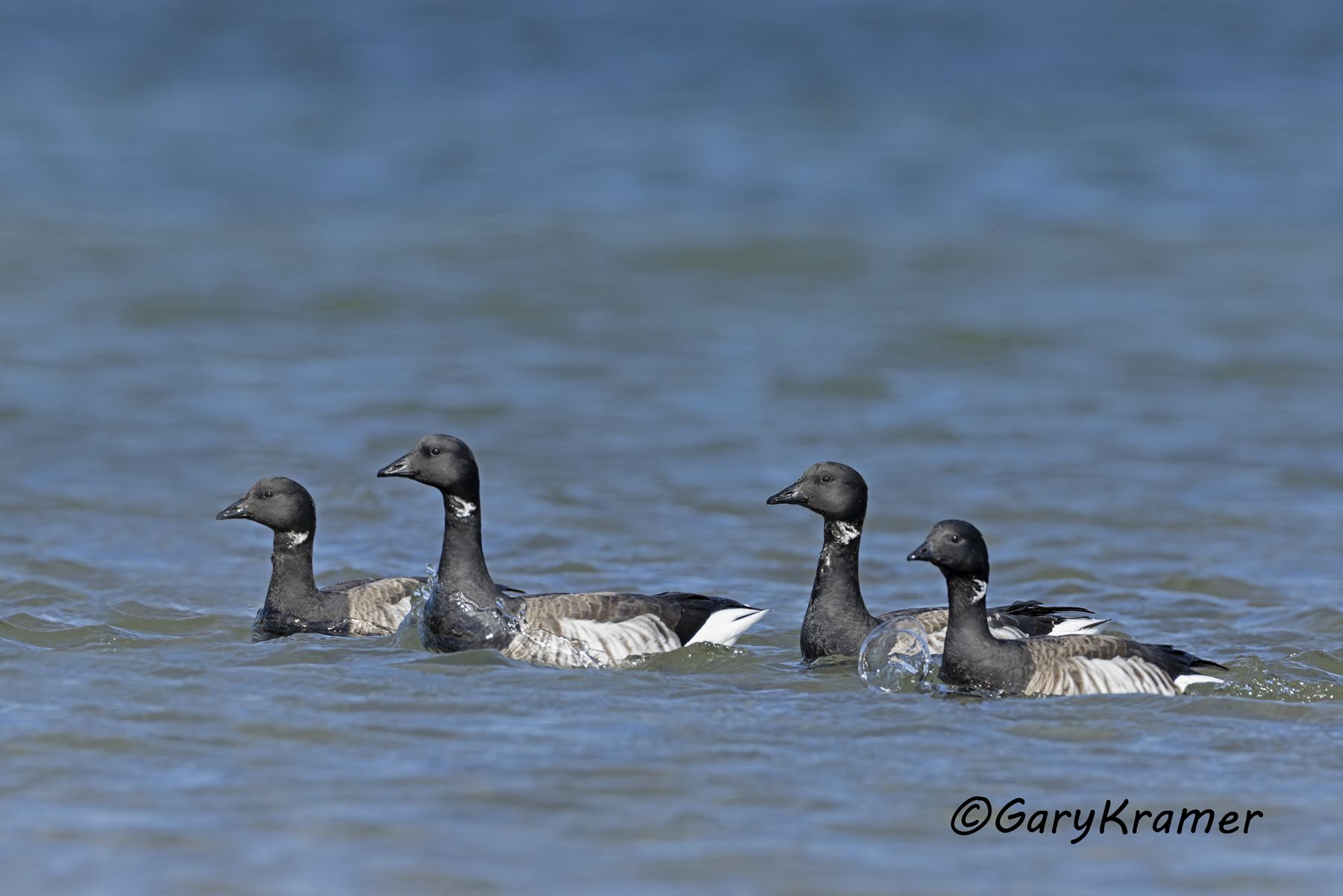 Light-bellied Brant (Atlantic) (Branta bernicla hrota) - NBWBa#644d