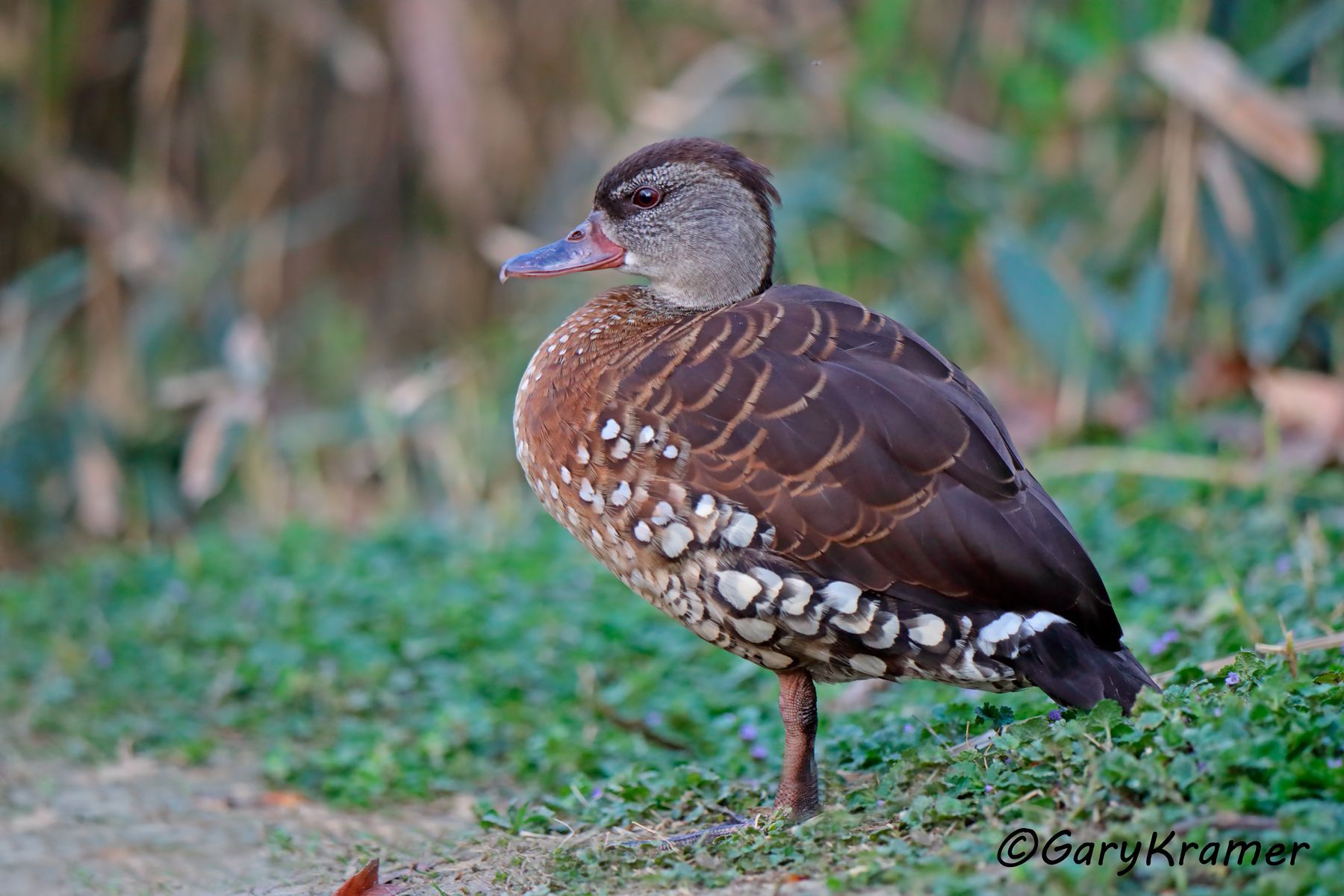 Spotted Whistling Duck (Dendrocygna guttata)  Spotted Whistling Duck (Dendrocygna guttata) - OBWWs#050d