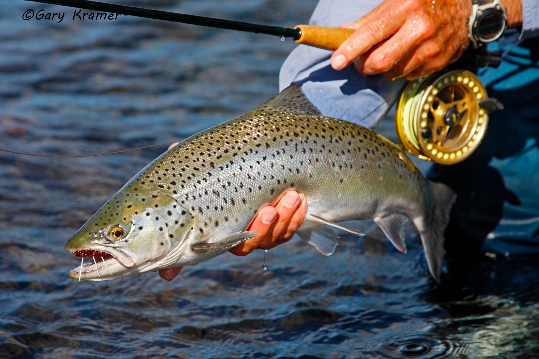 Atlantic Salmon with flyfishing tackle - NFSAft#009d