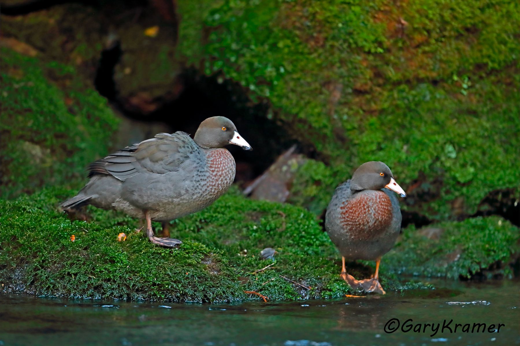 Blue Duck (Hymenolaimus malacorhynchos) Blue Duck (Hymenolaimus malacorhynchos) - OBWBd#052d