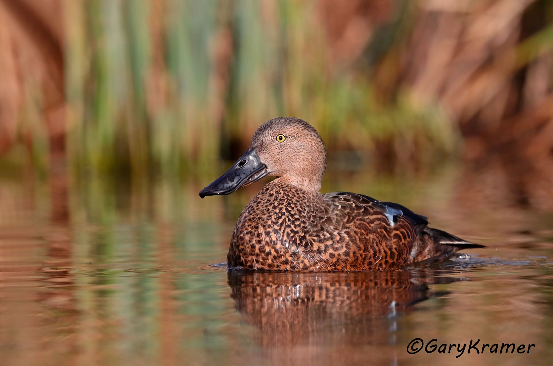 Cape Shoveler (Spatula smithii)  Cape Shoveler (Spatula smithii) - ABWScs#077d (South Africa)