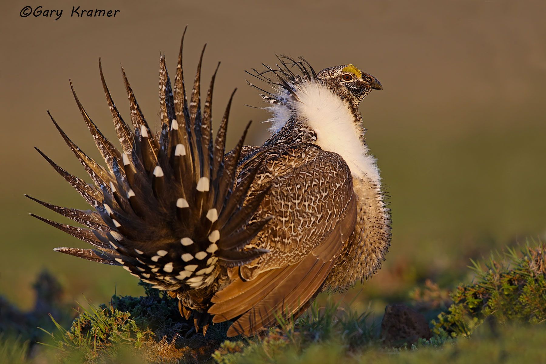 Greater Sage Grouse (Centrocercus urophasianus) - NBGGs#1727d