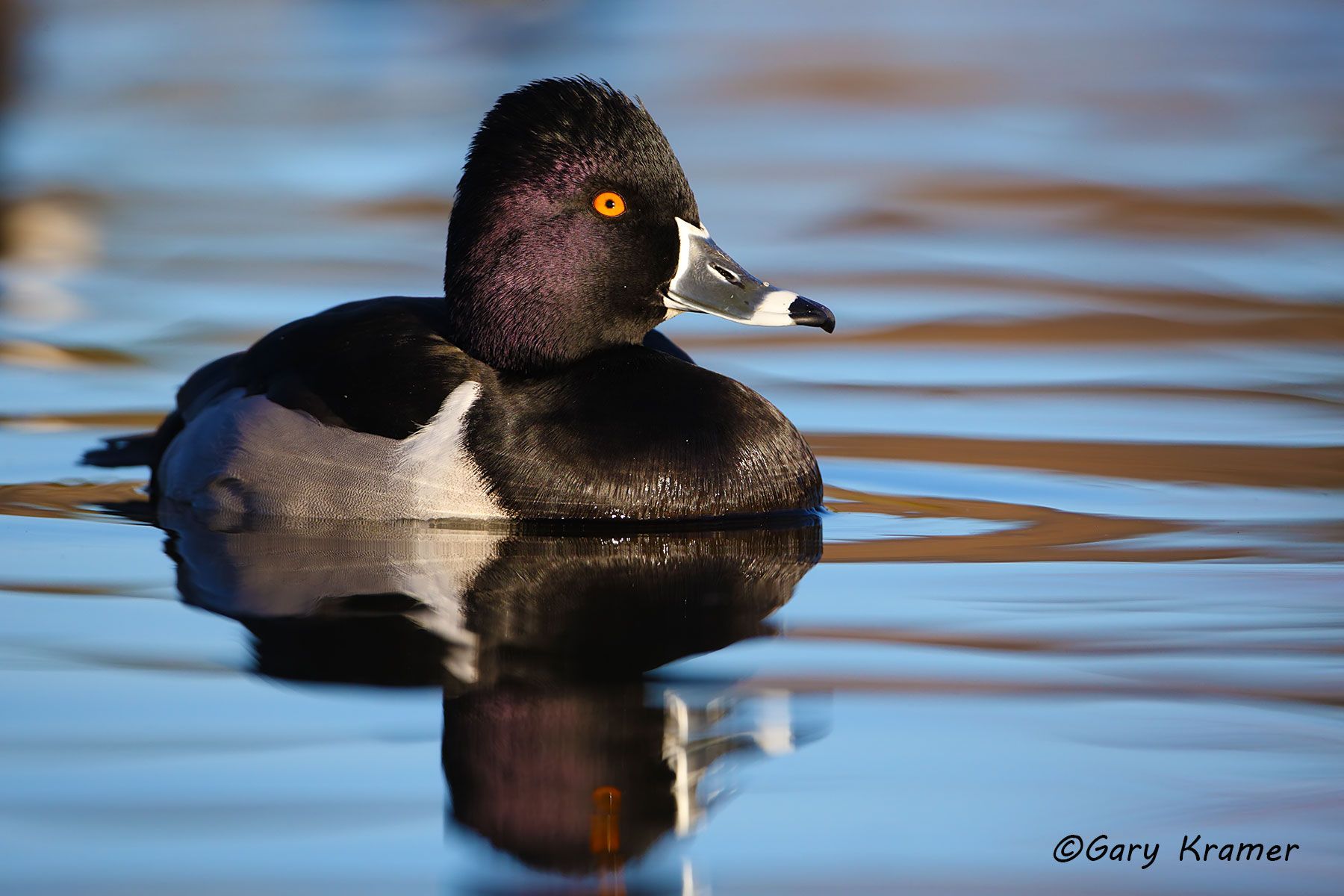Ring-necked Duck (Aythya collaris) - NBWRn#443d