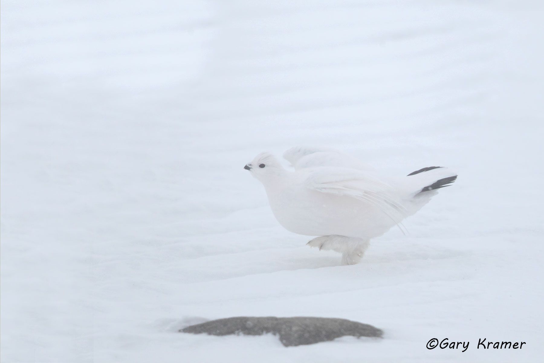 Willow Ptarmigan ( winter) (Lagopus lagopus) - NBGPww#090d