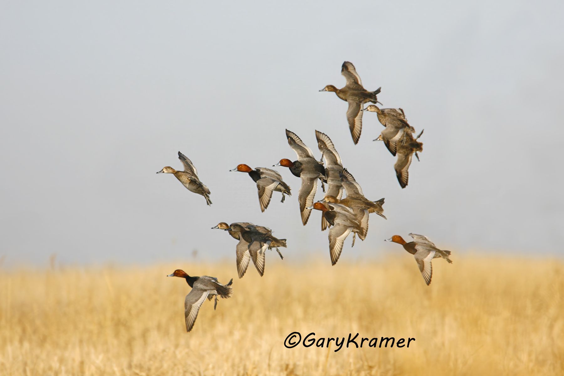 Redhead (Aythya americana) - NBWR#282d