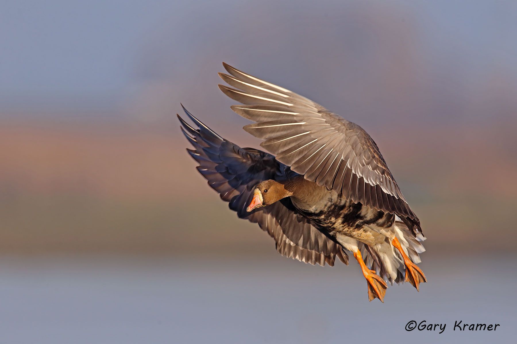 White-fronted Goose (Anser albifrons) - NBWWf#1869d
