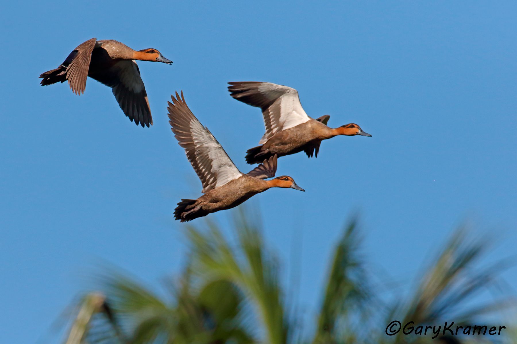 Philippine Duck (Anas luzonica)  Philippine Duck (Anas luzonica) - PBWP#178d