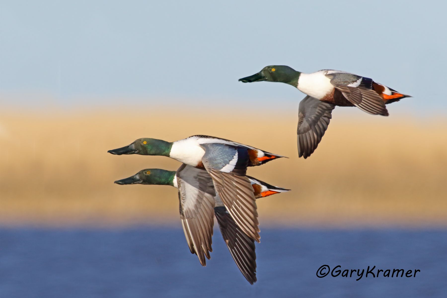 Northern Shoveler (Anas clypeata) - NBWS#1582d(2)