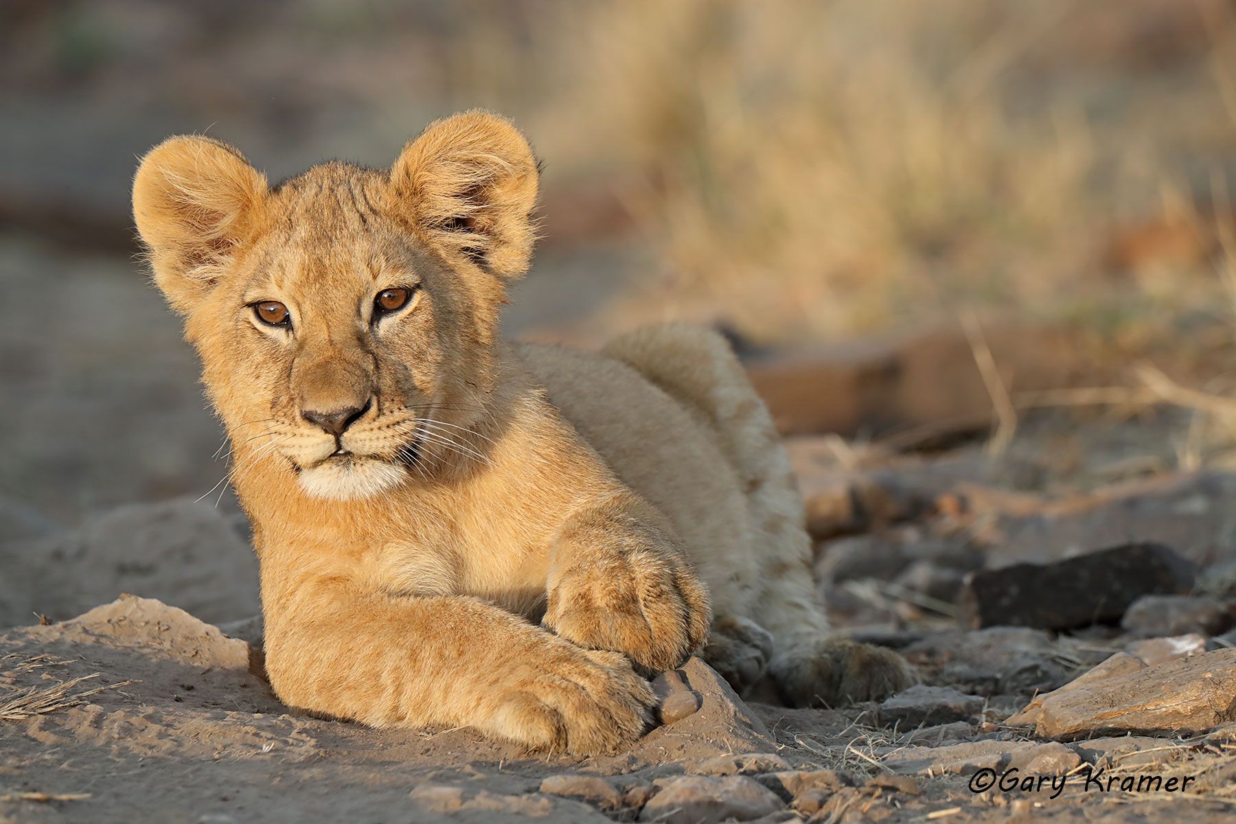 African Lion (Panthera leo) African Lion (Panthera leo) - AMPA#1085d