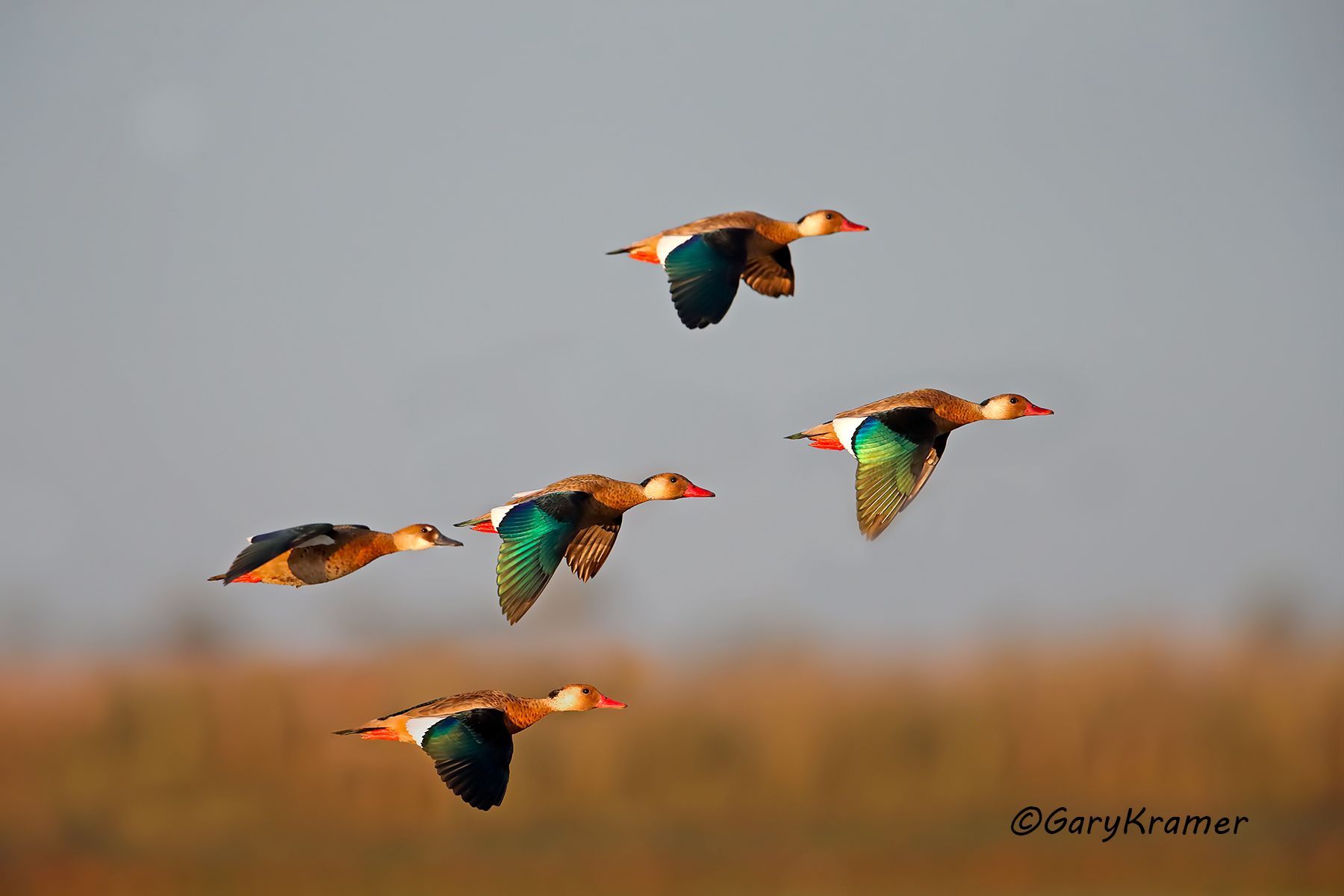 Brazilian Teal (Amazonetta brasiliensis) - SBWB#129d(2) (Uruguay)