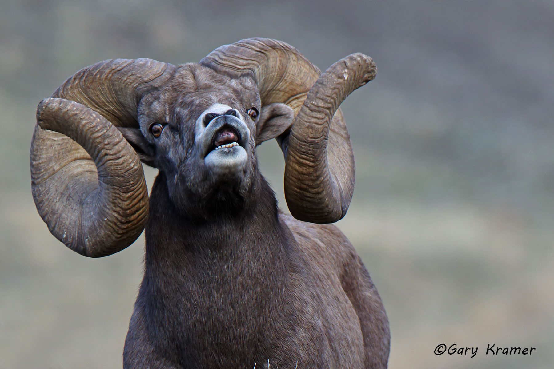 Rocky Mountain Bighorn (Ovis canadensis canadensis) - NMSBr#1365d