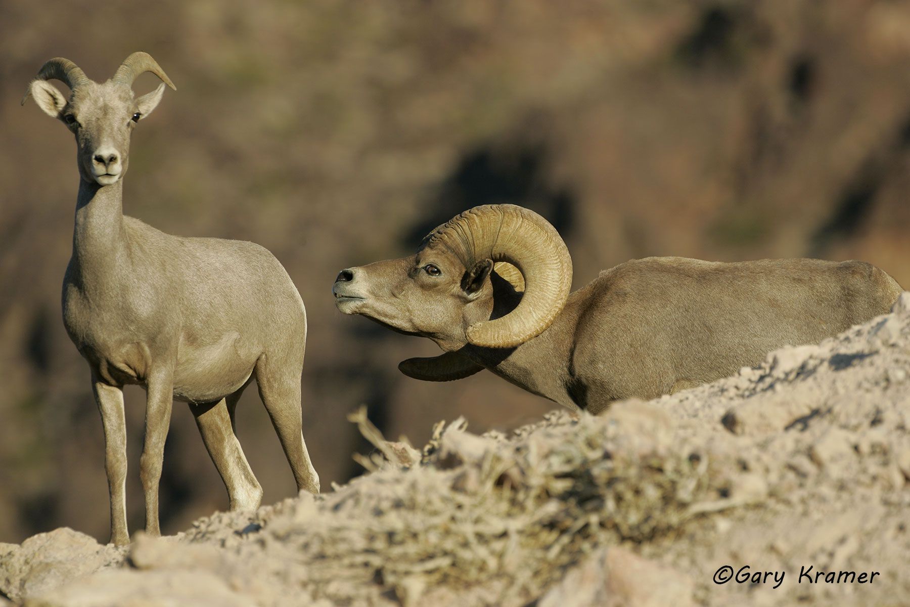 Desert Bighorn (Ovis canadensis nelsoni) by GaryKramer.net, 530-934-3873, gkramer@cwo.com Desert Bighorn (Ovis canadensis nelsoni) - NMSBd#231d