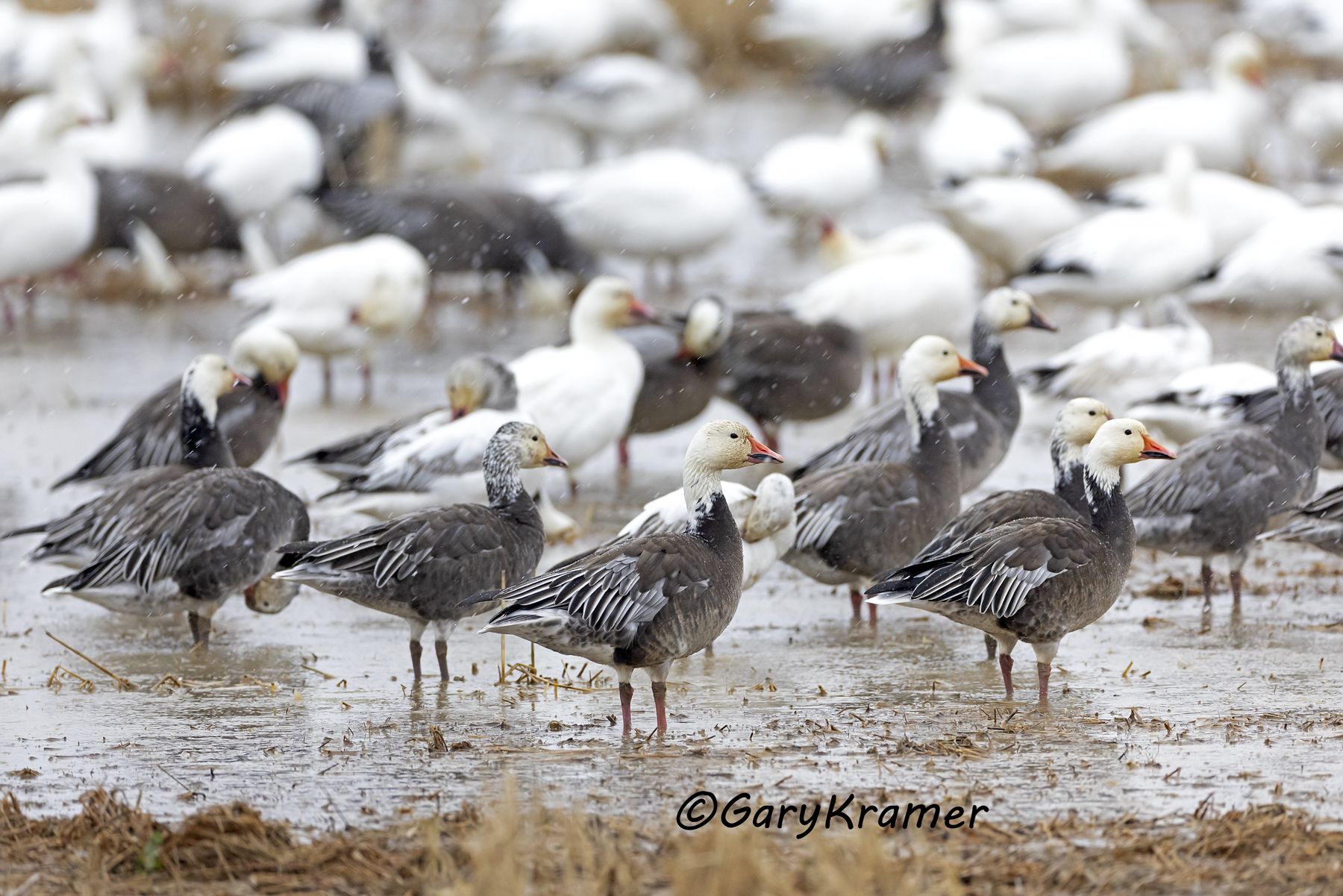 Lesser Snow Goose (Anser caerulescens) - NBWSg#3173d