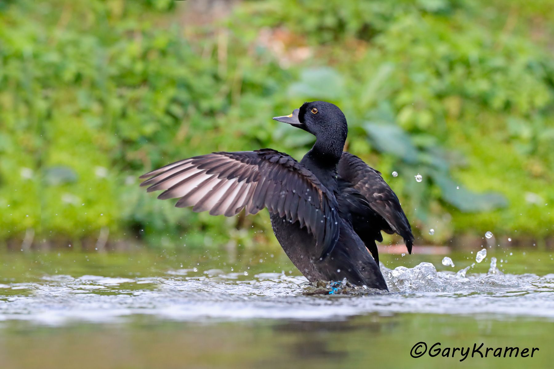 Common Scoter (Mellanita nigra)  Common Scoter (Mellanita nigra) - EBWSn#069d
